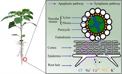 Combating Salinity Through Natural Plant Extracts Based Biostimulants: A Review